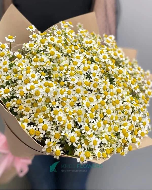 ромашки